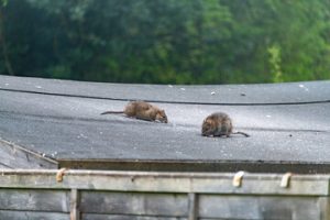 Rat Removal